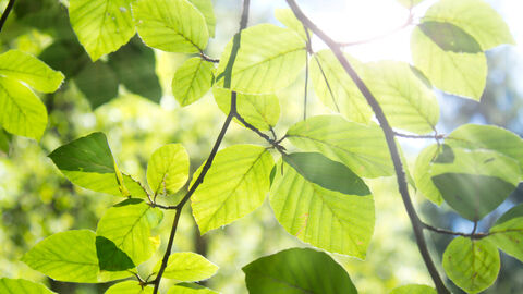 Sonne scheint durch grüne Blätter