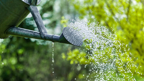 Eine alte Metall-Gießkanne gießt Wasser aus, im Hintergrund Pflanzen