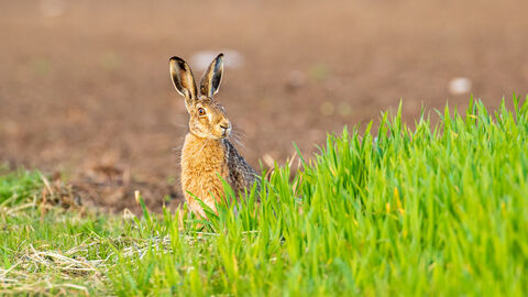 Feldhase am Feldrand